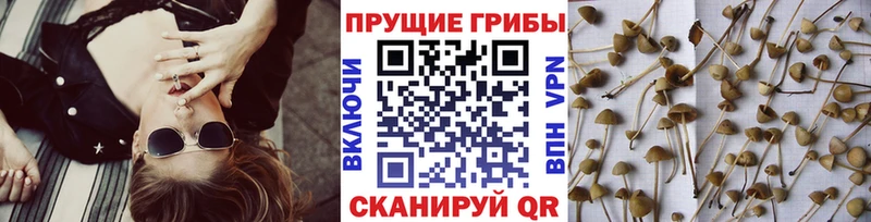 Псилоцибиновые грибы MAGIC MUSHROOMS  Семилуки 